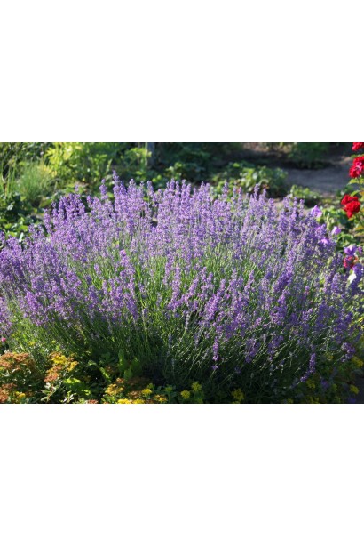 Лаванда Ізіда ландшафтний дизайн